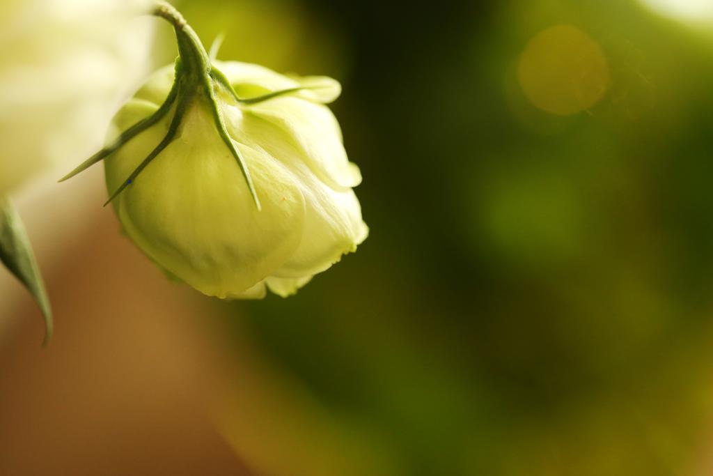 Blooming Lotus.Waterclouds.Hangcsou Kültér fotó